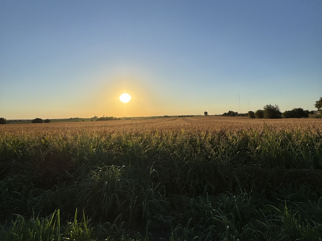 SE VENDE CAMPO SOBRE RUTA 11