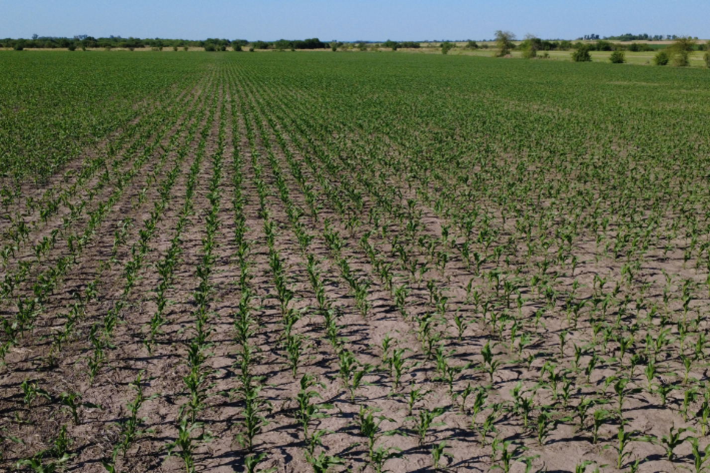 VENTA - CAMPO SOBRE RUTA EN SEGUI 