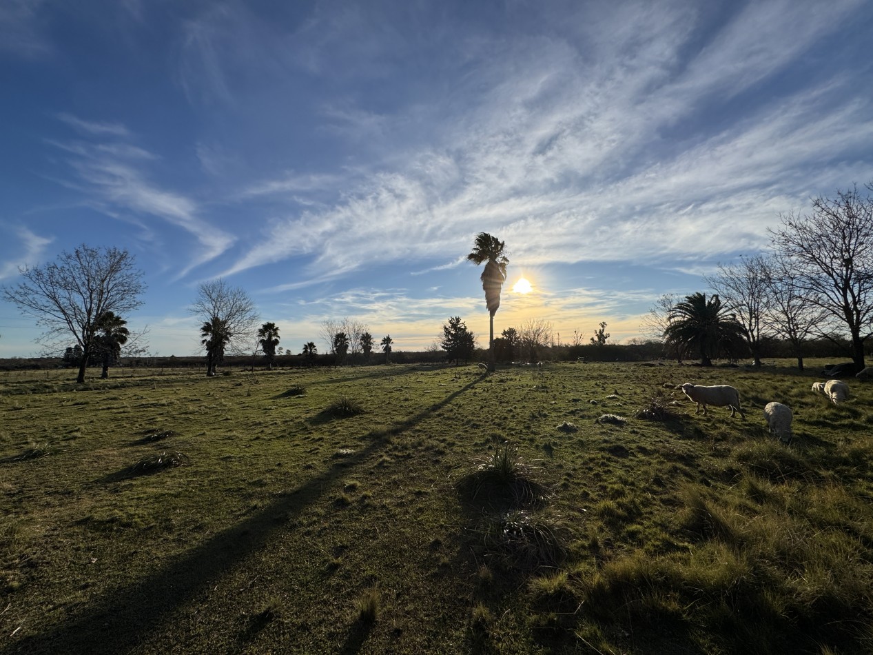 Campo agricola-ganadero de 76 hectareas con casa y mejoras en Mojones Norte