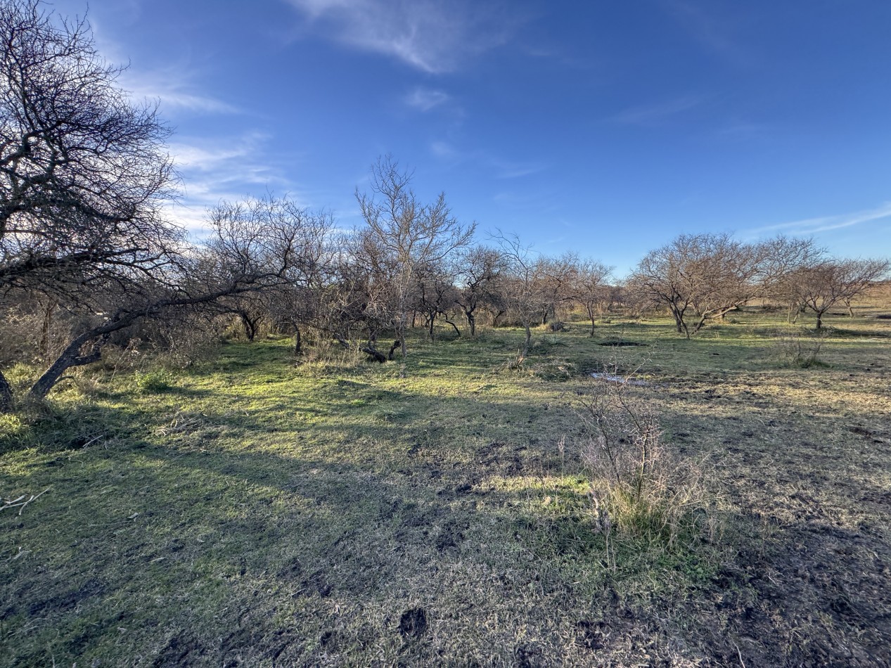 Campo agricola-ganadero de 76 hectareas con casa y mejoras en Mojones Norte